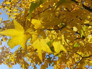 Gum Tree Leaves - Indian Summer