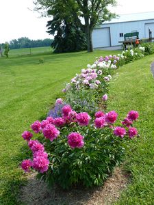 Row of Peonies in May