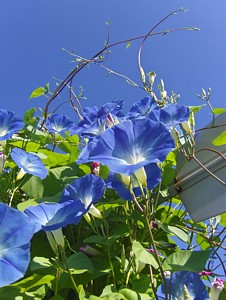 Heavenly Blue Morning Glories on Windmill