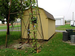 Windmill and Shed