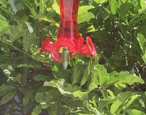 Green Hummingbird at Kitchen Feeder