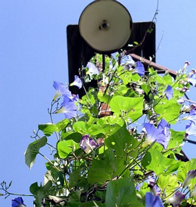 Windmill Climber