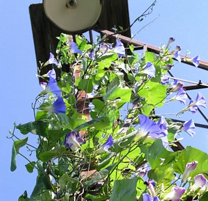 Windmill Climber