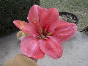 Pink Diamond Amaryllis