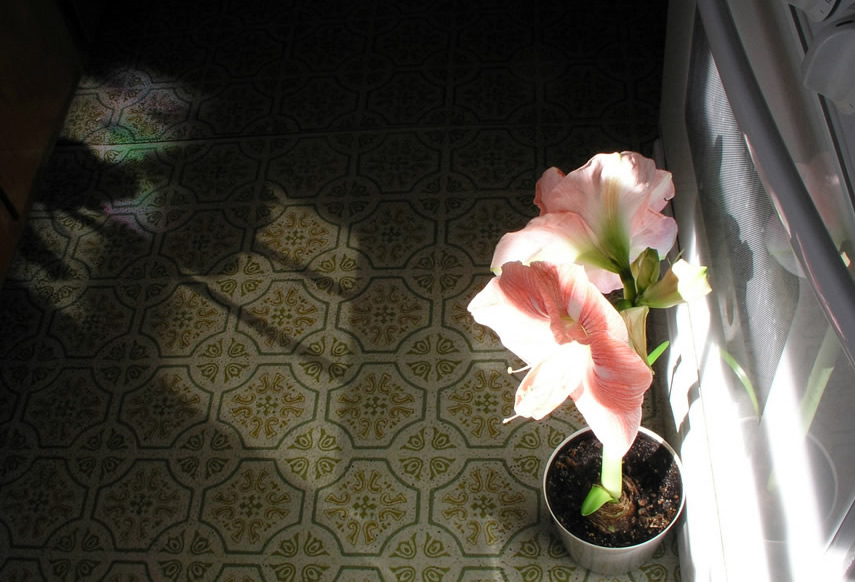 Stained Glass Window Amaryllis