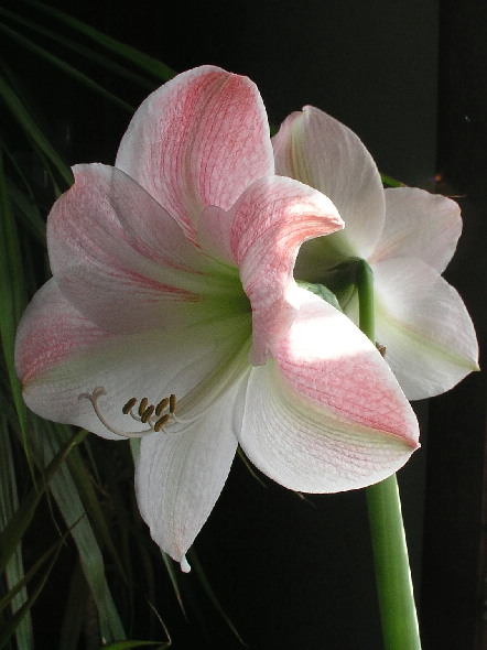 White Amaryllis