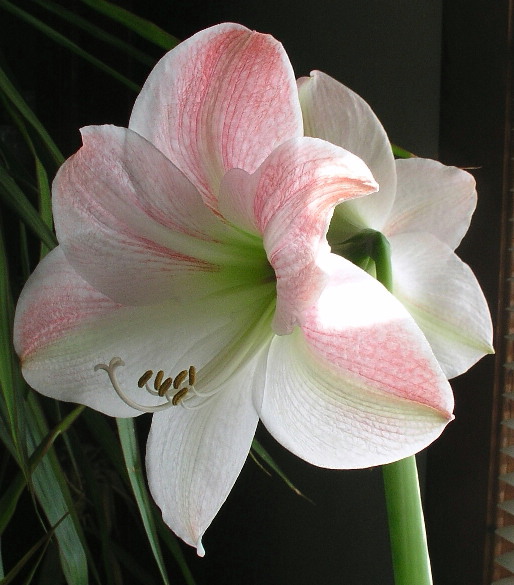 White Amaryllis