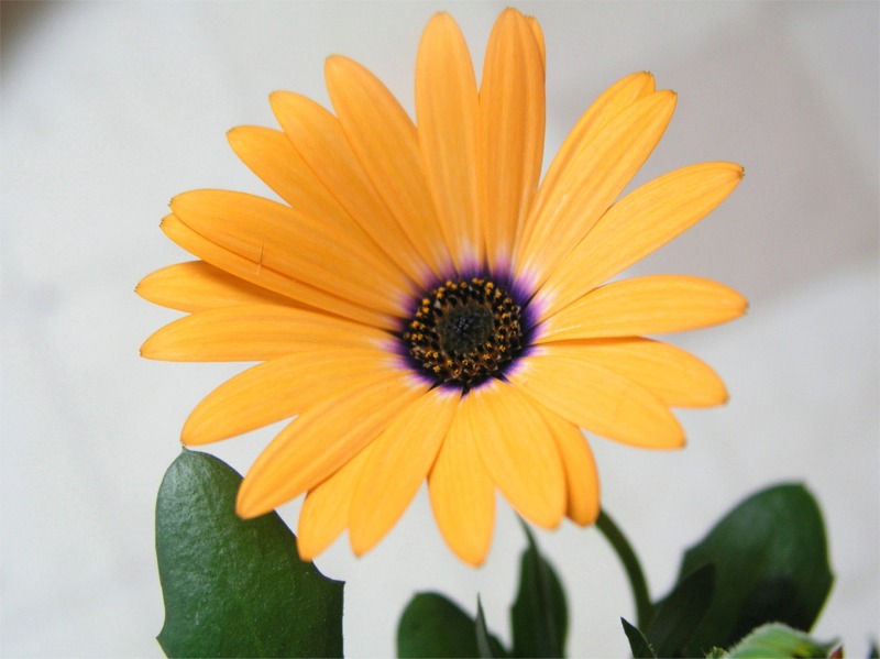 Orange Symphony Osteospermum