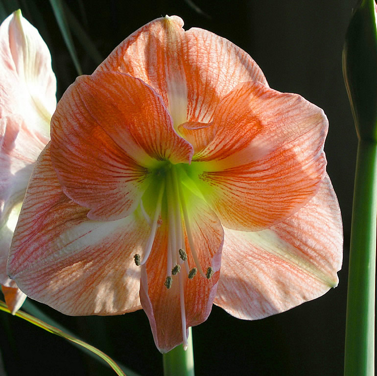 Amaryllis