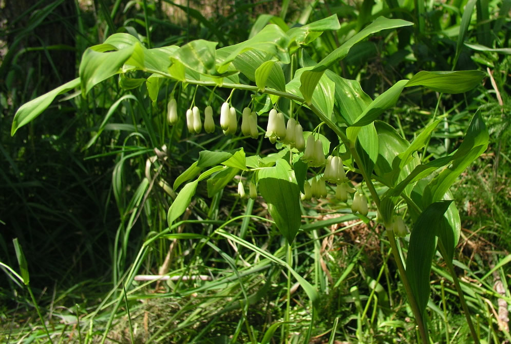 Solomon's Seal