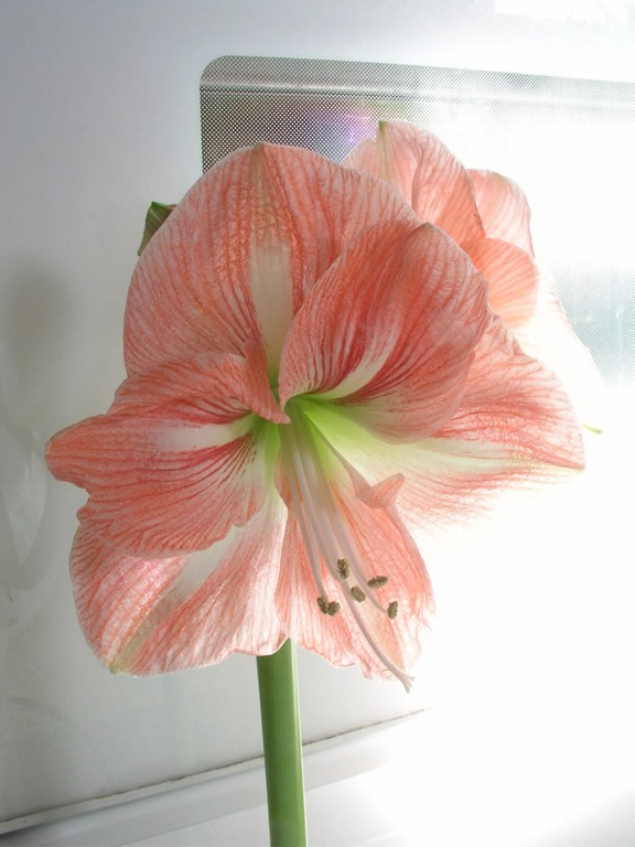 Amaryllis