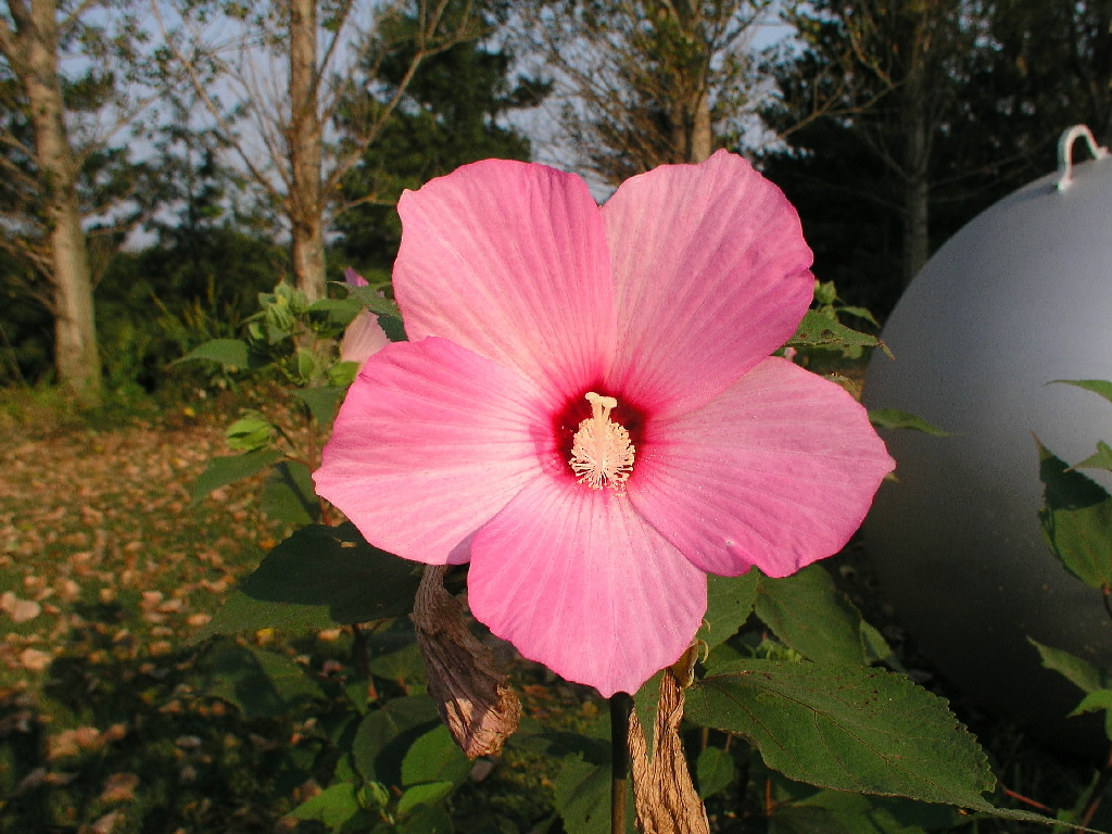 Hibiscus