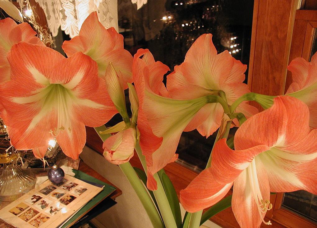 Apple Blossom Amaryllis