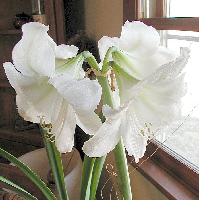 White Amaryllis