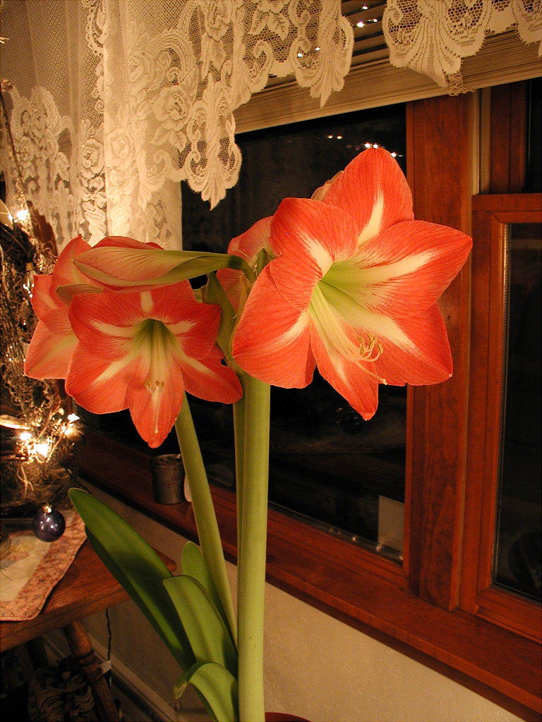 Apple Blossom Amaryllis