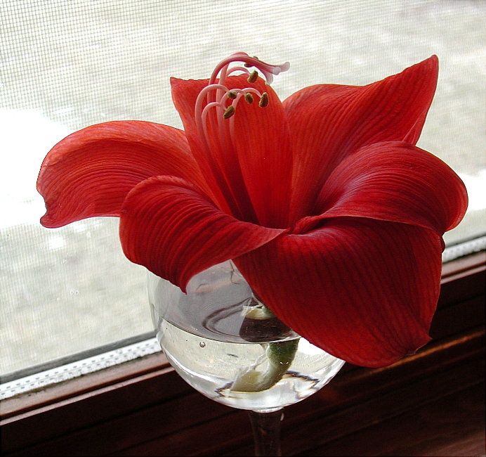 red amaryllis