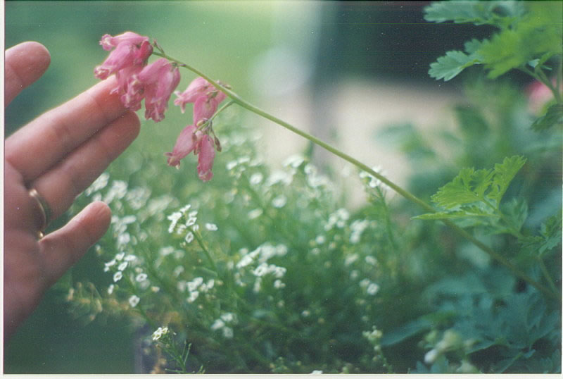 Bleeding Heart