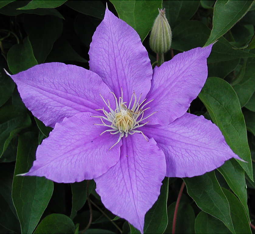 Clematis at dusk