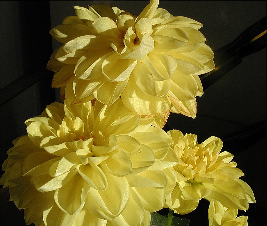 Easter Dahlia