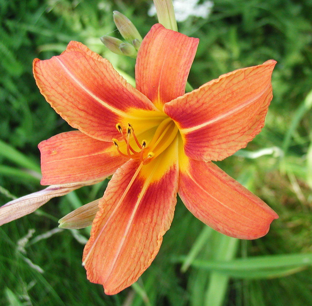 Day Lily