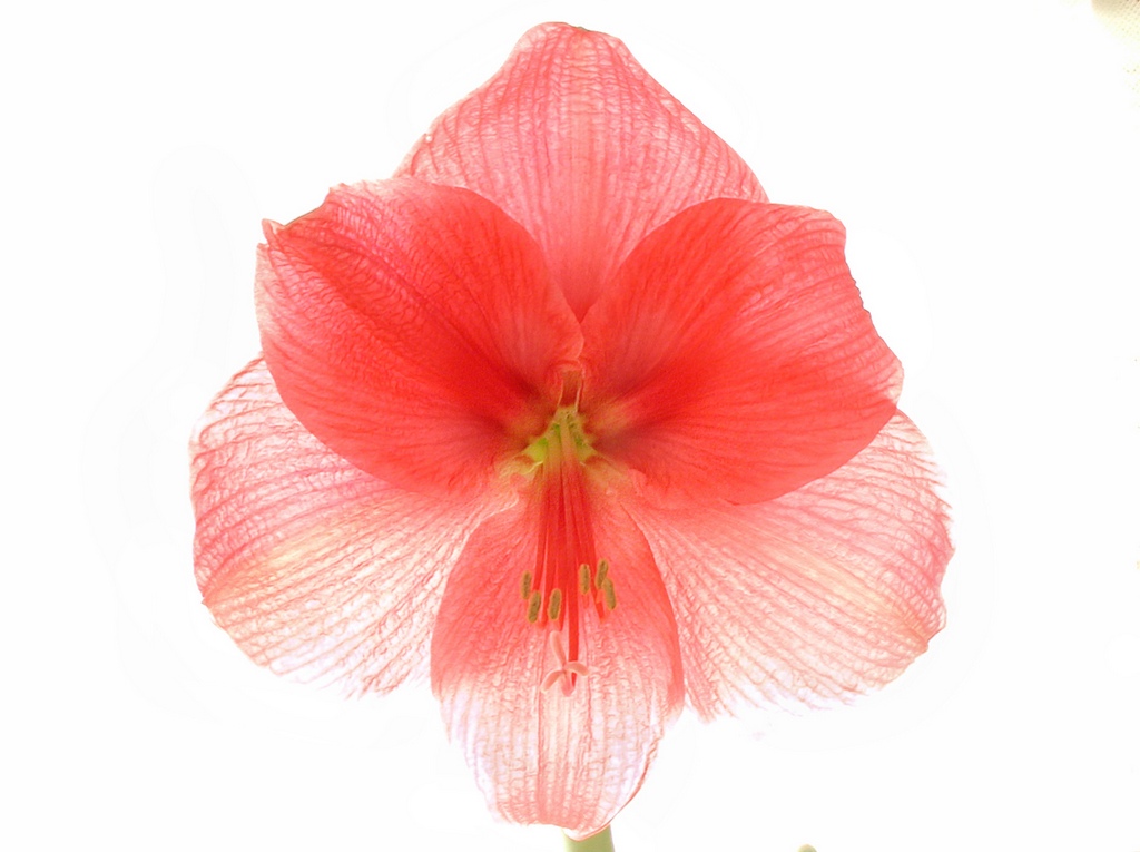 Salmon Amaryllis