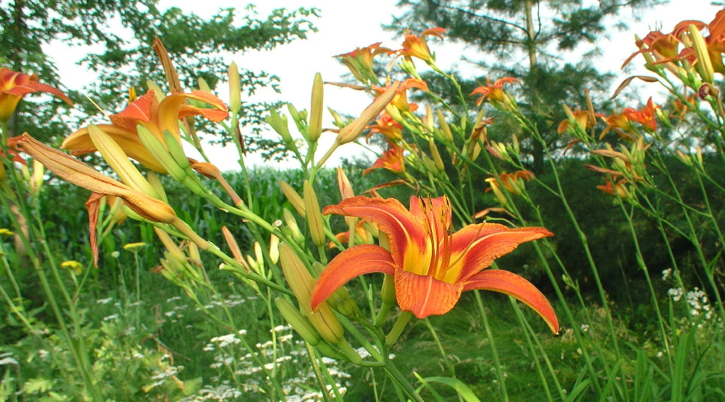 Orange Daylilies