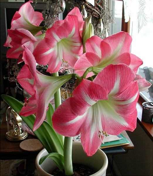 Apple Blossom Amaryllis