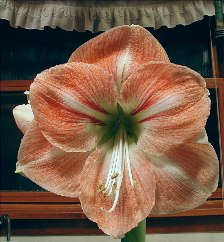 Amaryllis