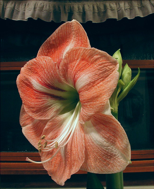 Amaryllis