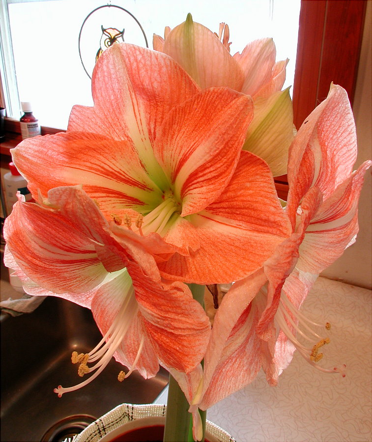 Amaryllis