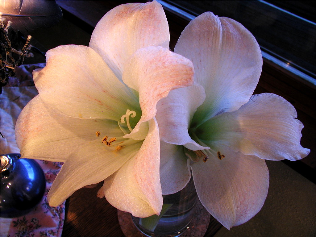 Christmas Amaryllis