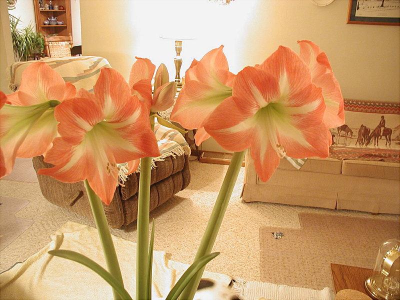 Apple Blossom Amaryllis