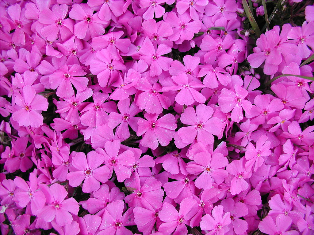 phlox