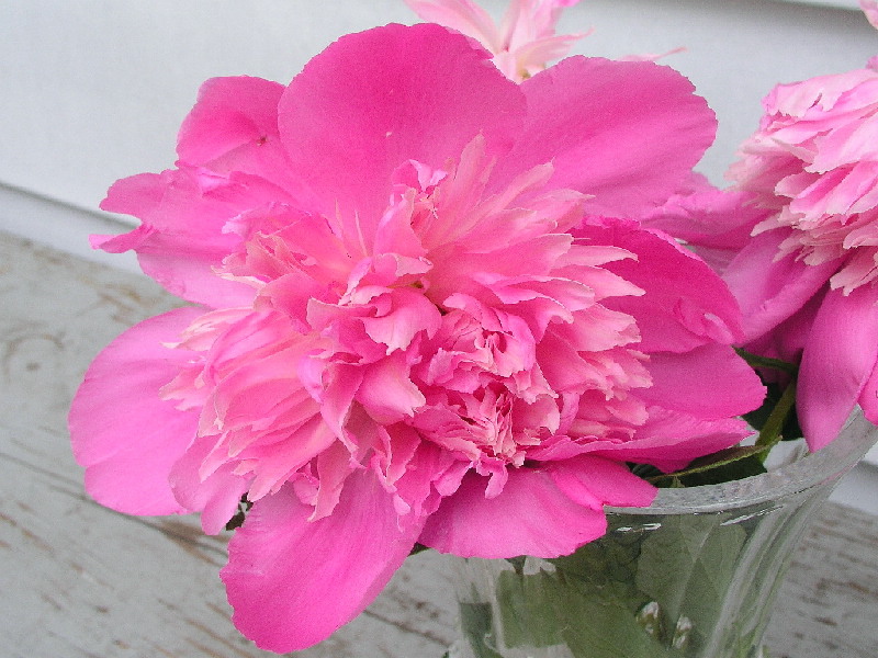 Pink Peony