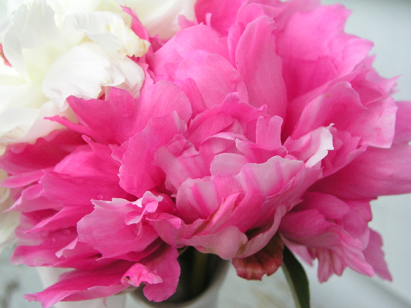 Pink Peony