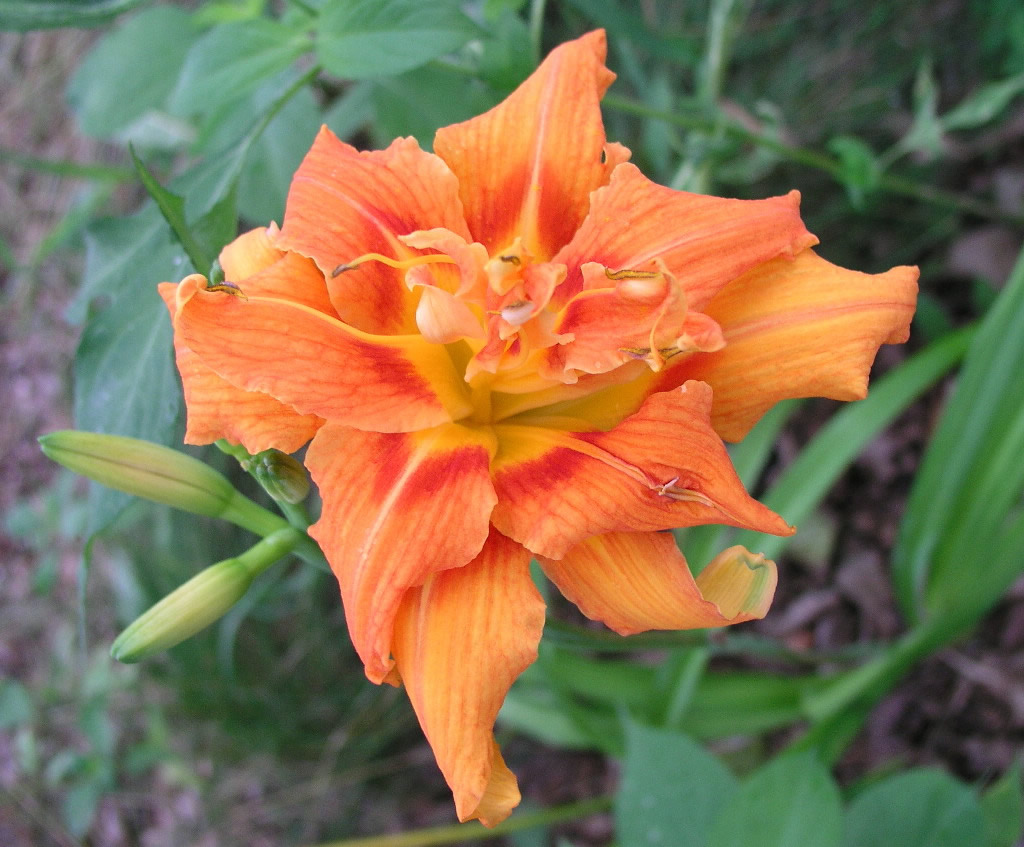 Lori Ann's Tiger Lily