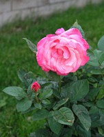 Pink Rose