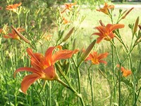 Orange Day Lily