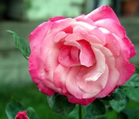 Pink Rose