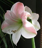 White Amaryllis