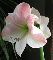 White Amaryllis