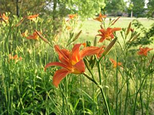 Orange Day Lilies