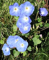 More and More Morning Glories