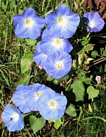 More and More Morning Glories