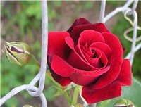 climbing rose