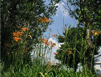 Day Lilies