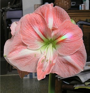 Rainbow Amaryllis