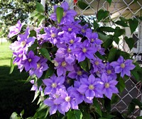 Clematis Bush in Bloom two days later