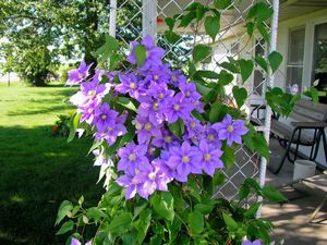 Clematis Bush Side View