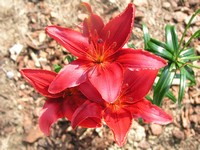 Asiatic Lilly